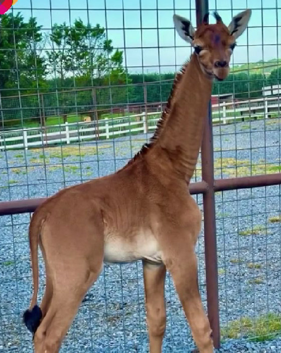 ولادة زرافة فريدة بأمريكا.. لا تملك جلدا مرقعا، والحديقة تطلق مسابقة لتسميتها صورة رقم 4