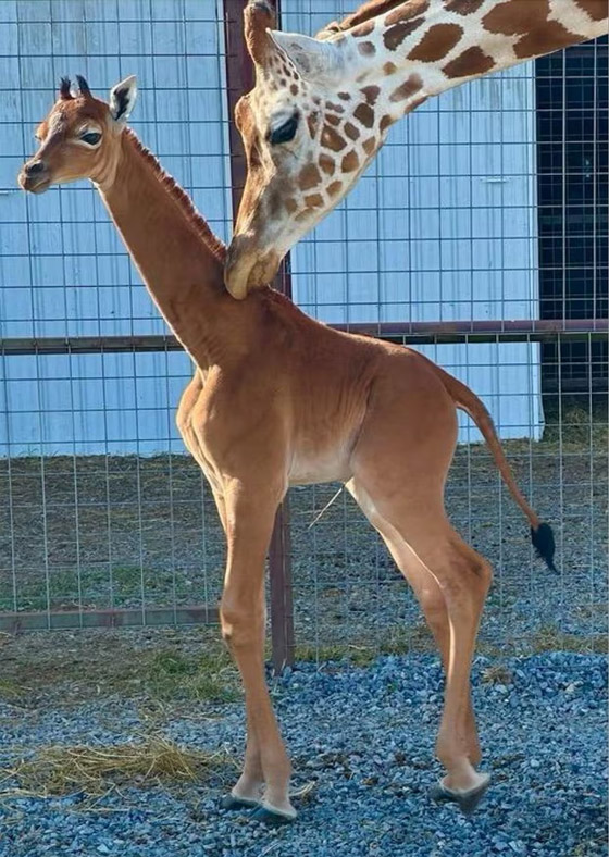 ولادة زرافة فريدة بأمريكا.. لا تملك جلدا مرقعا، والحديقة تطلق مسابقة لتسميتها صورة رقم 5