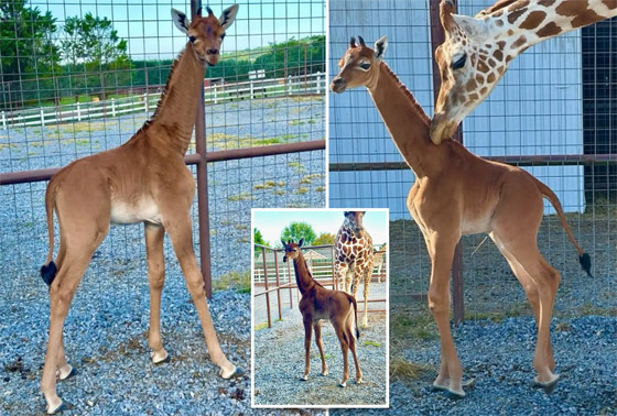 ولادة زرافة فريدة بأمريكا.. لا تملك جلدا مرقعا، والحديقة تطلق مسابقة لتسميتها صورة رقم 1