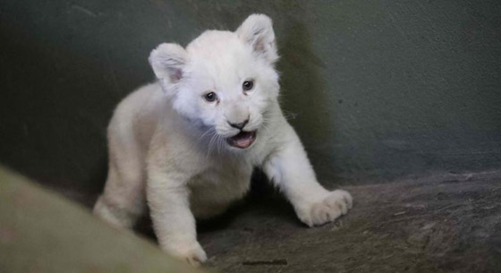 أنثى أسد أمريكي تلد شبلاً أمهق نادراً صورة رقم 3