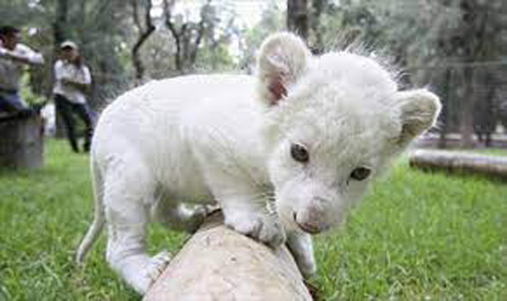 أنثى أسد أمريكي تلد شبلاً أمهق نادراً صورة رقم 4