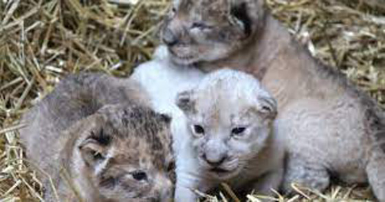 أنثى أسد أمريكي تلد شبلاً أمهق نادراً صورة رقم 5