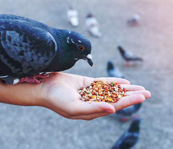 يُمنع إطعام الحمام في البندقية بإيطاليا.. إليكم أغرب 10 قوانين حول العالم صورة رقم 1