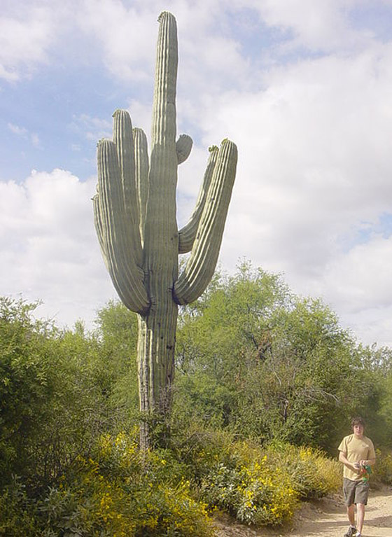 يُمنع إطعام الحمام في البندقية بإيطاليا.. إليكم أغرب 10 قوانين حول العالم صورة رقم 4