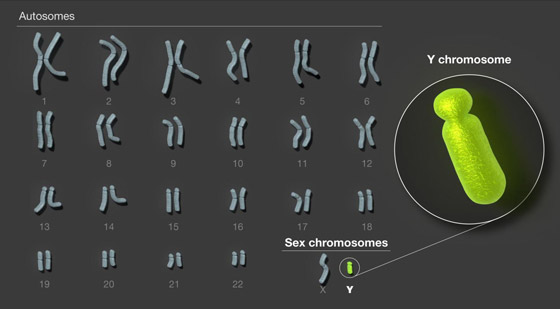 إنجاز علمي خارق: فك لغز الكروموسوم 
