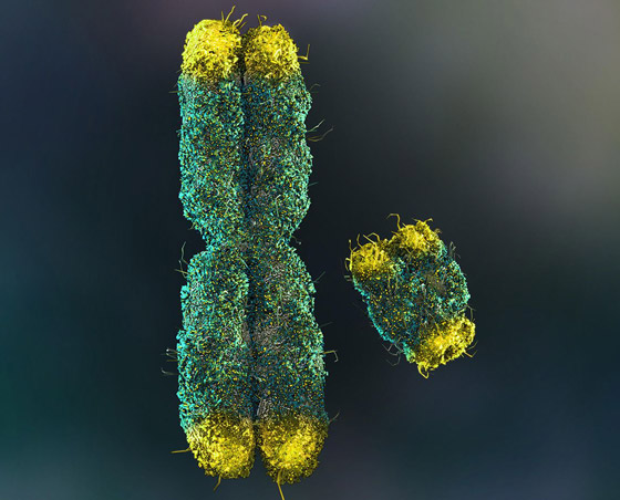 إنجاز علمي خارق: فك لغز الكروموسوم 