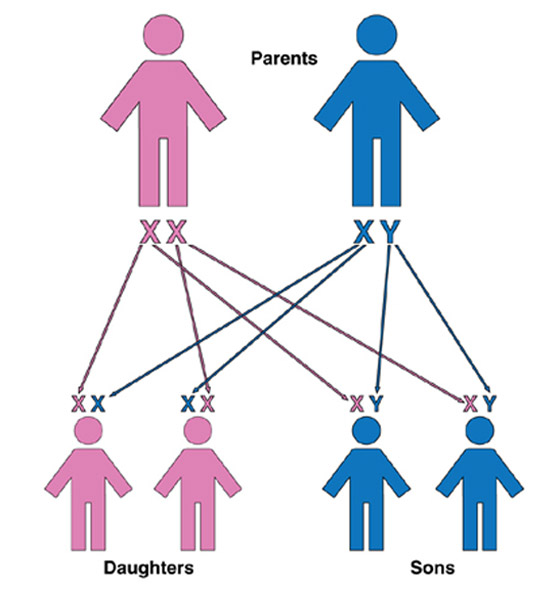 إنجاز علمي خارق: فك لغز الكروموسوم 