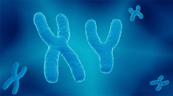 إنجاز علمي خارق: فك لغز الكروموسوم 