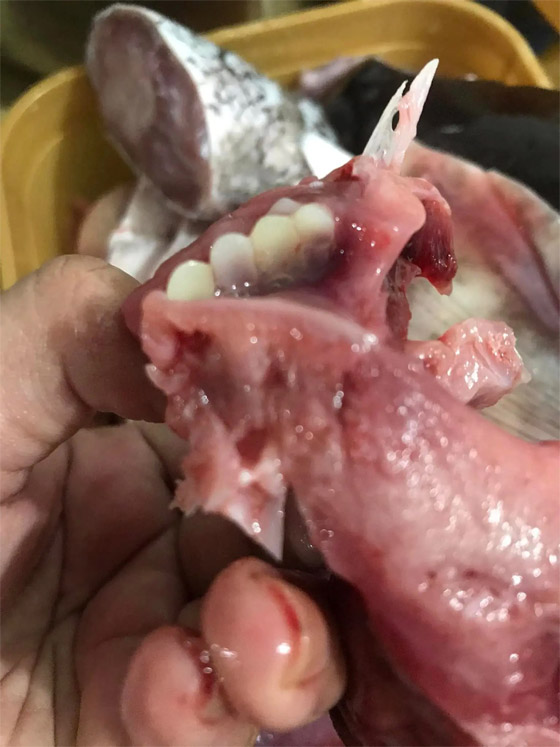 صور: فلبينية تعثر على أسنان بشرية بسمكة الغذاء! صورة رقم 4