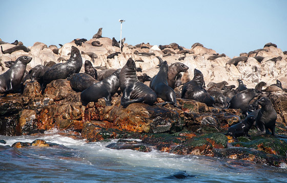 بينها من يمنع دخول البشر لخطورتها.. 6 جزر حول العالم تحكمها الحيوانات صورة رقم 1
