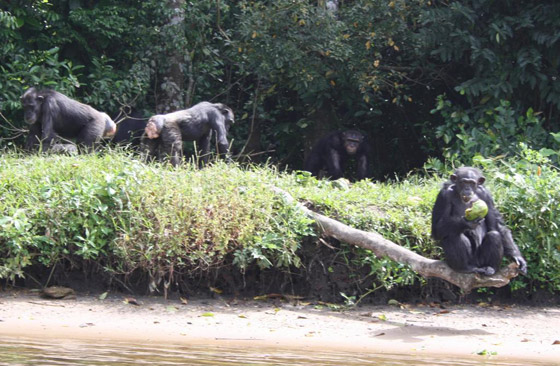 بينها من يمنع دخول البشر لخطورتها.. 6 جزر حول العالم تحكمها الحيوانات صورة رقم 2