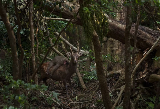 إحداها لقرد على ظهر غزال.. ألق نظرة على الصور المشارِكة بمسابقة مصور الحياة البرية لعام 2023 صورة رقم 1