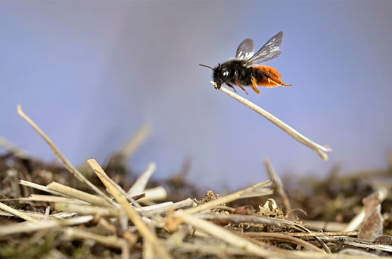 إحداها لقرد على ظهر غزال.. ألق نظرة على الصور المشارِكة بمسابقة مصور الحياة البرية لعام 2023 صورة رقم 2