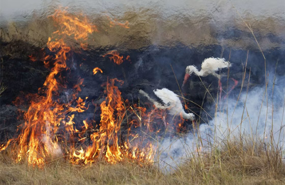 إحداها لقرد على ظهر غزال.. ألق نظرة على الصور المشارِكة بمسابقة مصور الحياة البرية لعام 2023 صورة رقم 3