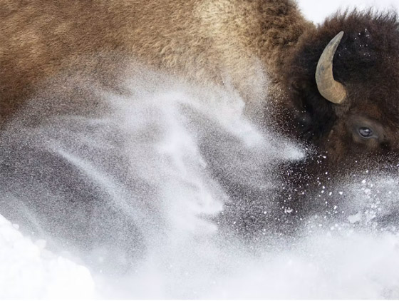 إحداها لقرد على ظهر غزال.. ألق نظرة على الصور المشارِكة بمسابقة مصور الحياة البرية لعام 2023 صورة رقم 4