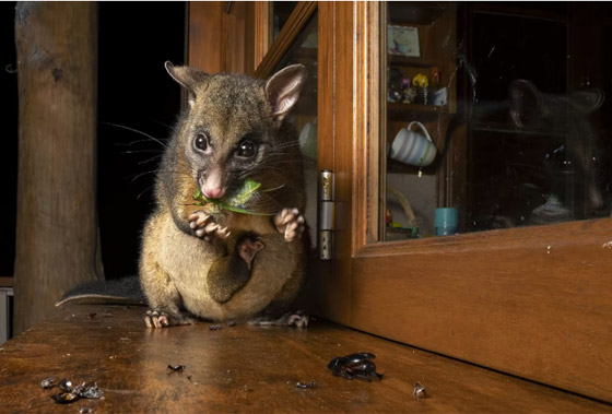 إحداها لقرد على ظهر غزال.. ألق نظرة على الصور المشارِكة بمسابقة مصور الحياة البرية لعام 2023 صورة رقم 5