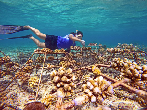 جزر المالديف.. وجهة ساحرة للسفر الصديق البيئة صورة رقم 2