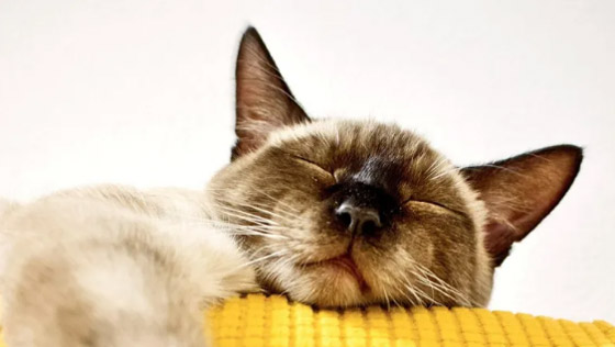 هل تحلم الحيوانات مثل البشر؟ وما طبيعة الأحلام التي تراها؟ صورة رقم 3