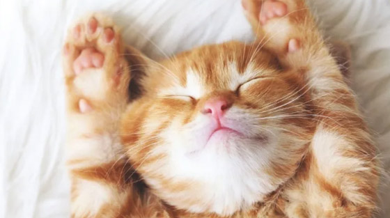 هل تحلم الحيوانات مثل البشر؟ وما طبيعة الأحلام التي تراها؟ صورة رقم 4