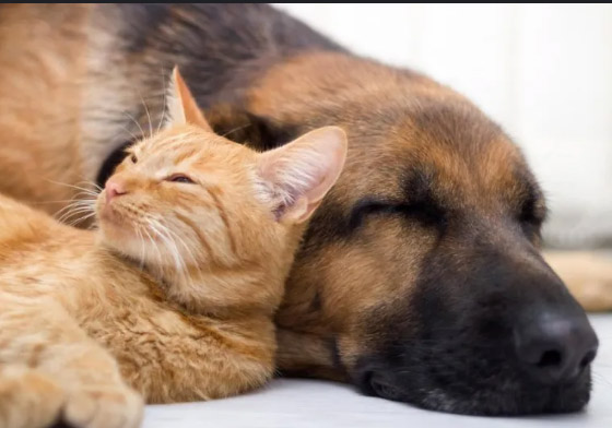 هل تحلم الحيوانات مثل البشر؟ وما طبيعة الأحلام التي تراها؟ صورة رقم 5