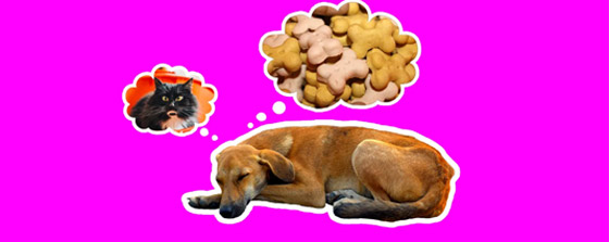 هل تحلم الحيوانات مثل البشر؟ وما طبيعة الأحلام التي تراها؟ صورة رقم 6