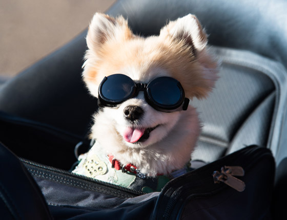 من بينها حجر أليف.. 4 اختراعات تافهة لكنها جعلت أصحابها أغنياء صورة رقم 3