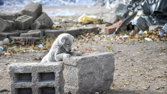 سيمزق القشرة الأرضية.. العلماء يحددون قوة زلزال الفناء ونهاية العالم! صورة رقم 6