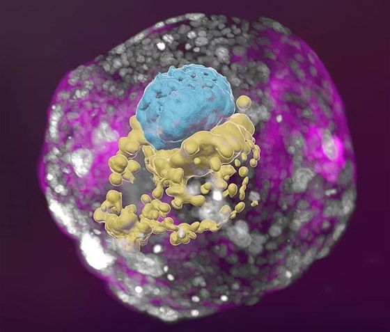 الأجنة البشرية الاصطناعية: تساؤلات أخلاقية لا تنتهي! صورة رقم 7