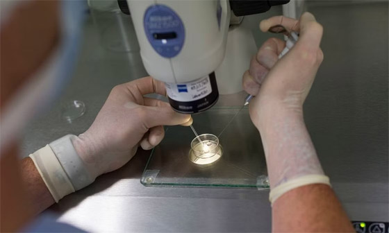 الأجنة البشرية الاصطناعية: تساؤلات أخلاقية لا تنتهي! صورة رقم 5