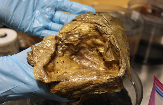 جسم ذهبي غريب انتشل من أعماق المحيط يثير حيرة العلماء! صور صورة رقم 4