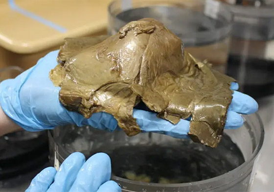 جسم ذهبي غريب انتشل من أعماق المحيط يثير حيرة العلماء! صور صورة رقم 2