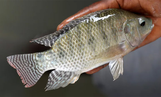 سيدة تفقد أطرافها الأربعة بعد تناولها وجبة سمك صورة رقم 3