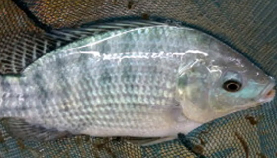 سيدة تفقد أطرافها الأربعة بعد تناولها وجبة سمك صورة رقم 7