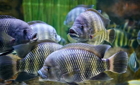 سيدة تفقد أطرافها الأربعة بعد تناولها وجبة سمك صورة رقم 10