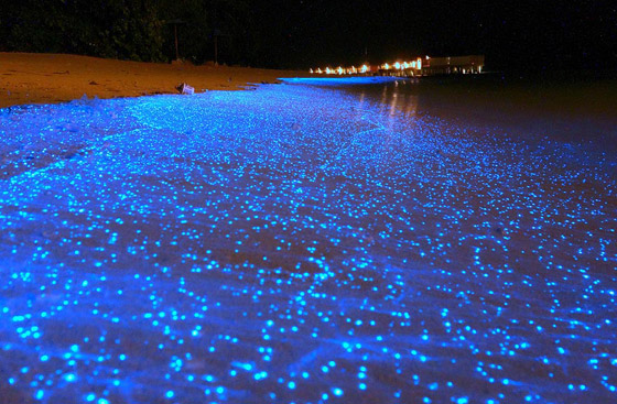 أحدها رماله خضراء وآخر يتوهج بإضاءة زرقاء.. أغرب 7 شواطئ بالعالم صورة رقم 4 أحدها رماله خضراء وآخر يتوهج بإضاءة زرقاء.. أغرب 7 شواطئ بالعالم صورة رقم 4