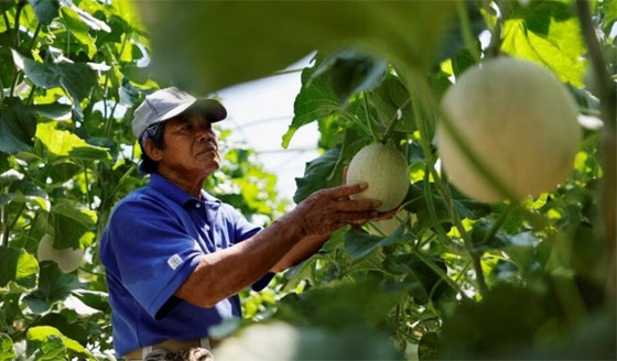 تنتمي للمناطق الزرقاء.. جزيرة أوكيناوا اليابانية يعيش سكانها أكثر من 100 سنة صورة رقم 11