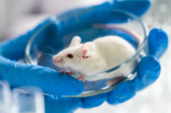 علماء يتوصلون لطريقة تشكل أملا للمصابين بالشلل.. أثبتت نجاحا على الفئران صورة رقم 2 علماء يتوصلون لطريقة تشكل أملا للمصابين بالشلل.. أثبتت نجاحا على الفئران صورة رقم 2