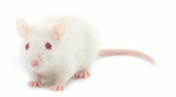 بعد نجاح التجارب على الفئران.. دواء لإنبات أسنان بشرية جديدة صورة رقم 5