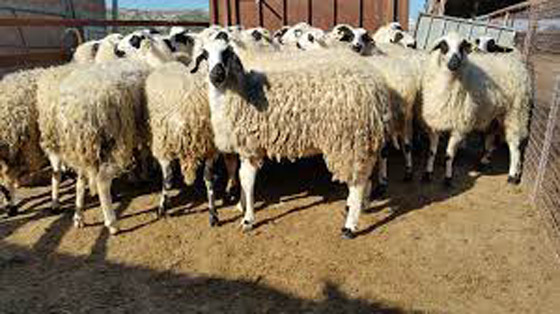 قطيع أغنام يأكل 100 كيلوغرام من القنب في اليونان صورة رقم 3