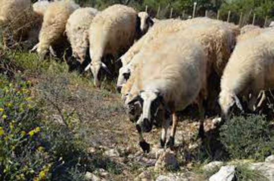 قطيع أغنام يأكل 100 كيلوغرام من القنب في اليونان صورة رقم 5