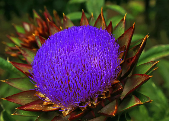 3 دول عربية بين أكثر 10 بلدان لالعالم منتجة للخرشوف بـ8 فوائد صحية صورة رقم 8