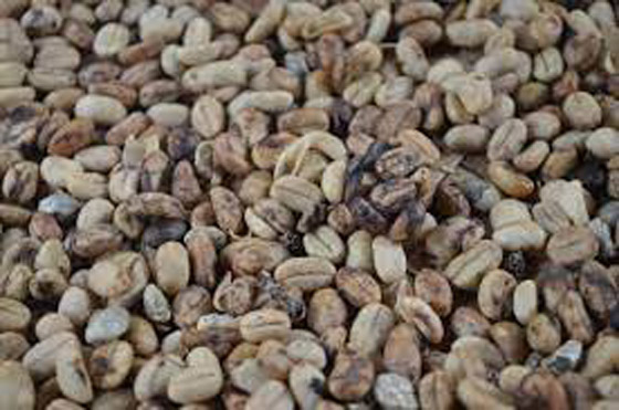 تعرف على أغلى أصناف القهوة.. مستخرج من فضلات هذا الطائر صورة رقم 2