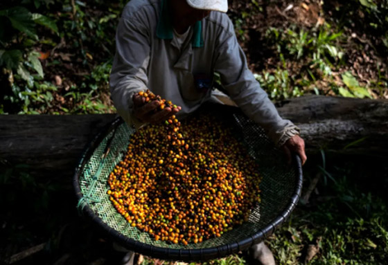 تعرف على أغلى أصناف القهوة.. مستخرج من فضلات هذا الطائر صورة رقم 6