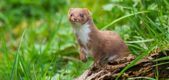 تعرف على أغلى أصناف القهوة.. مستخرج من فضلات هذا الطائر صورة رقم 8