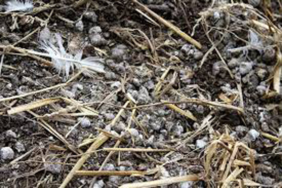 أغرب 9 مواد تستعمل في صناعة مستحضرات التجميل! صورة رقم 6