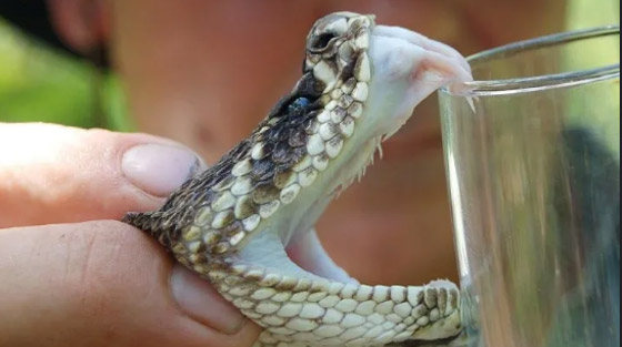 أغرب 9 مواد تستعمل في صناعة مستحضرات التجميل! صورة رقم 7