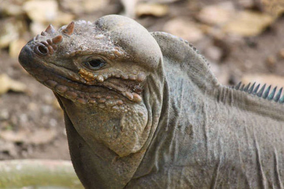 أغرب الأشياء التي يعتقد الأمريكيون أنها حقيقة صورة رقم 2