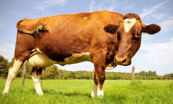 أغرب الأشياء التي يعتقد الأمريكيون أنها حقيقة صورة رقم 15