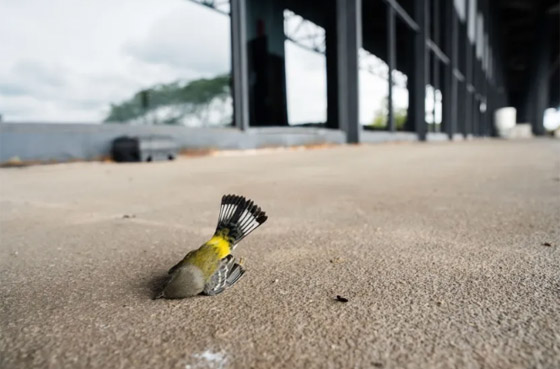 نفوق 1000 طائر نتيجة تصميم هندسي في شيكاغو! صورة رقم 1