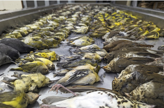 نفوق 1000 طائر نتيجة تصميم هندسي في شيكاغو! صورة رقم 3